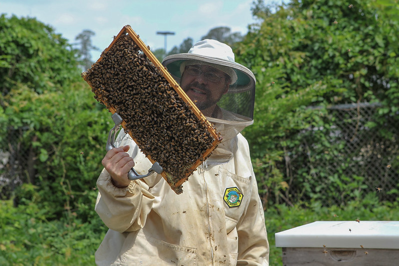 Cooperative Extension Service's Online Beekeeping Course Now Available